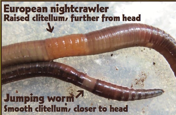 jumping worm aug 19